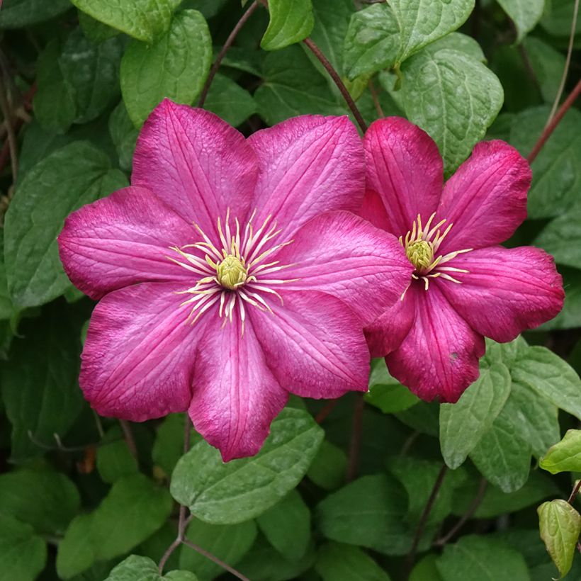 Clématite - Clematis Ville de Lyon  (Flowering)