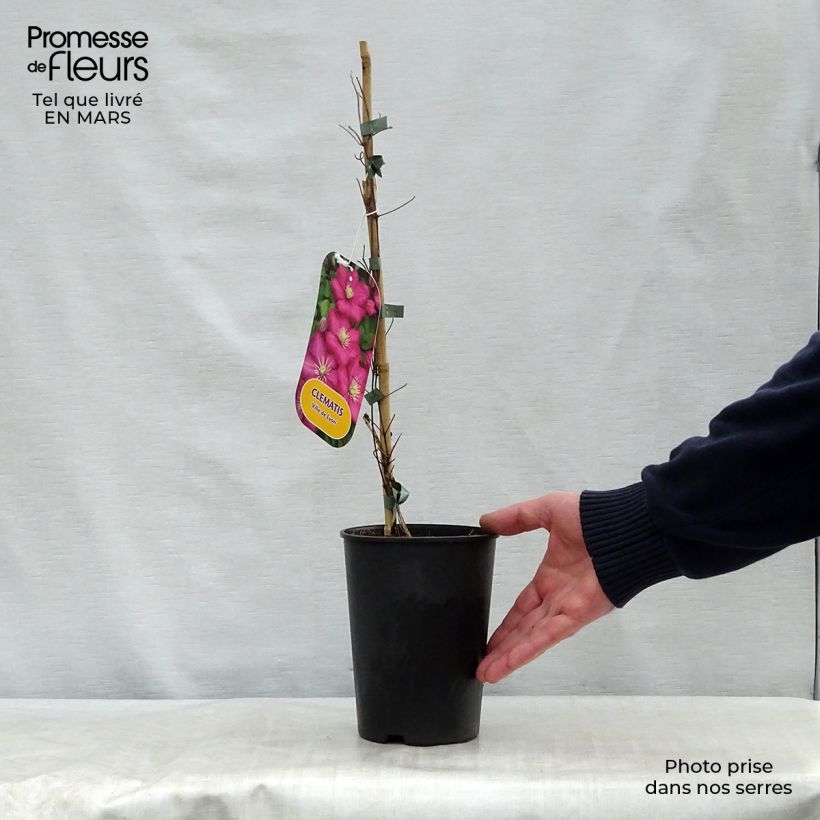 Example of Clématite - Clematis Ville de Lyon  Pot de 1,5L/2L as you get in printemps