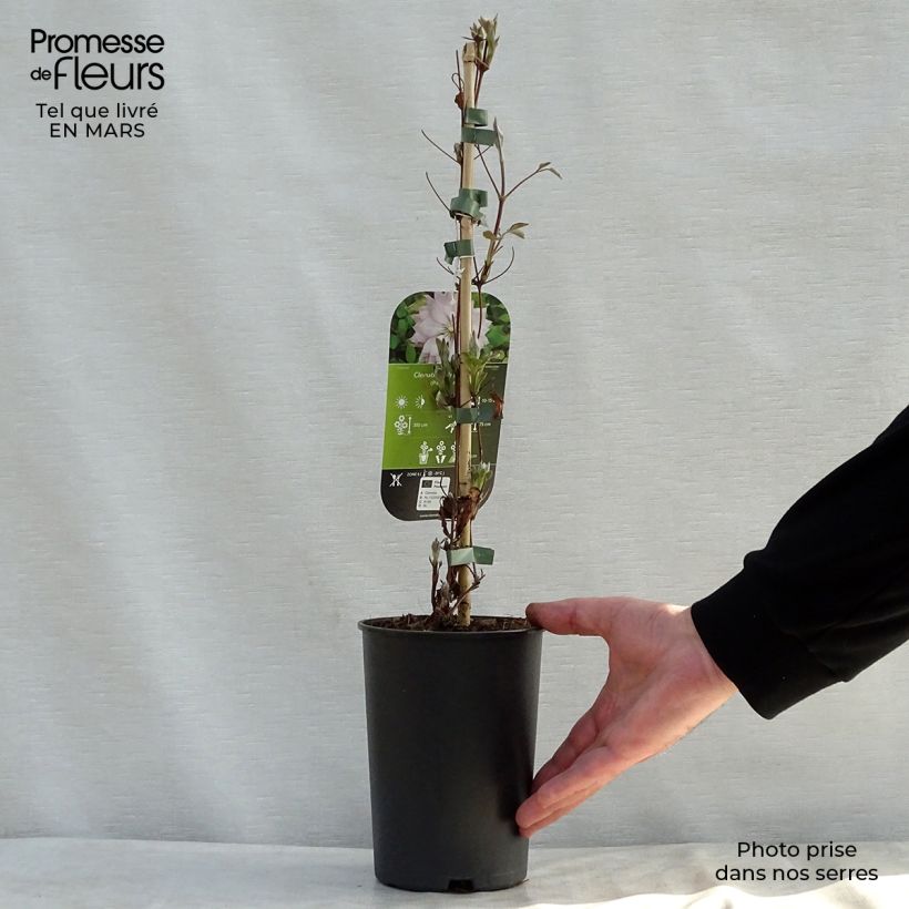 Spécimen de Clématite - Clematis Violet Elisabeth Pot de 2L/3L tel que livré au printemps