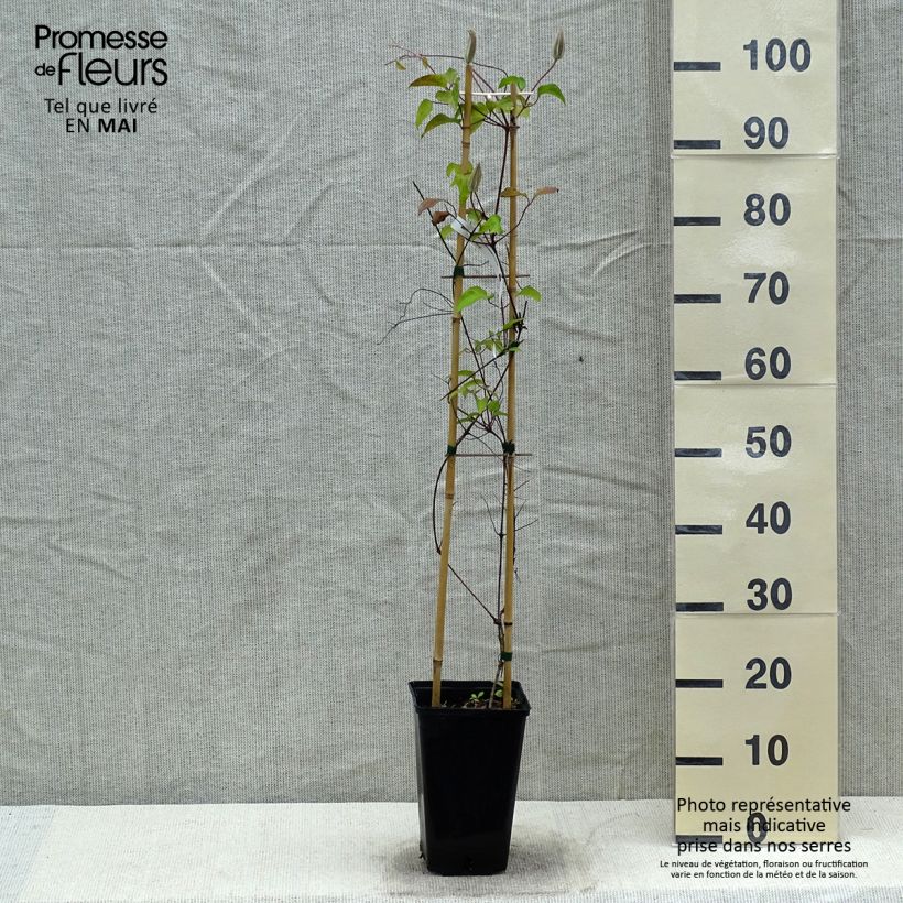 Spécimen de Clématite - Clematis Viva Polonia Pot de 2L/3L tel que livré au printemps