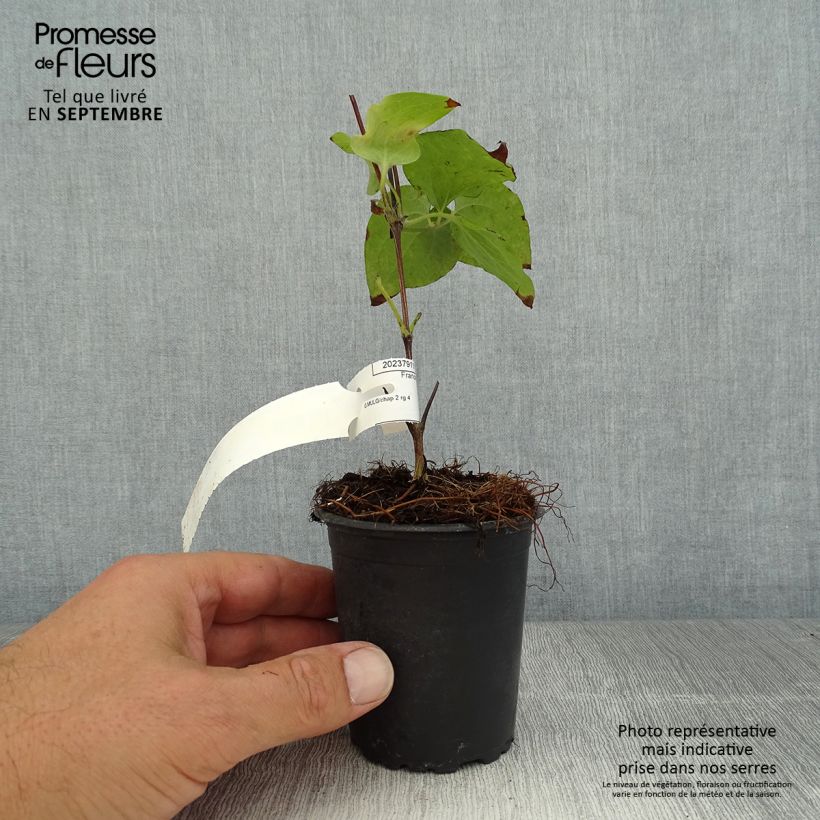 Spécimen de Clématite - Clematis Vyvyan Pennell Godet de 8/9 cm tel que livré en été