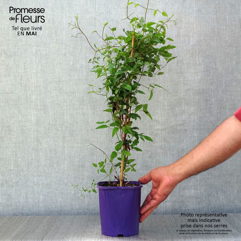 Spécimen de Clématite - Clematis Vyvyan Pennell Pot de 2L/3L tel que livré au printemps