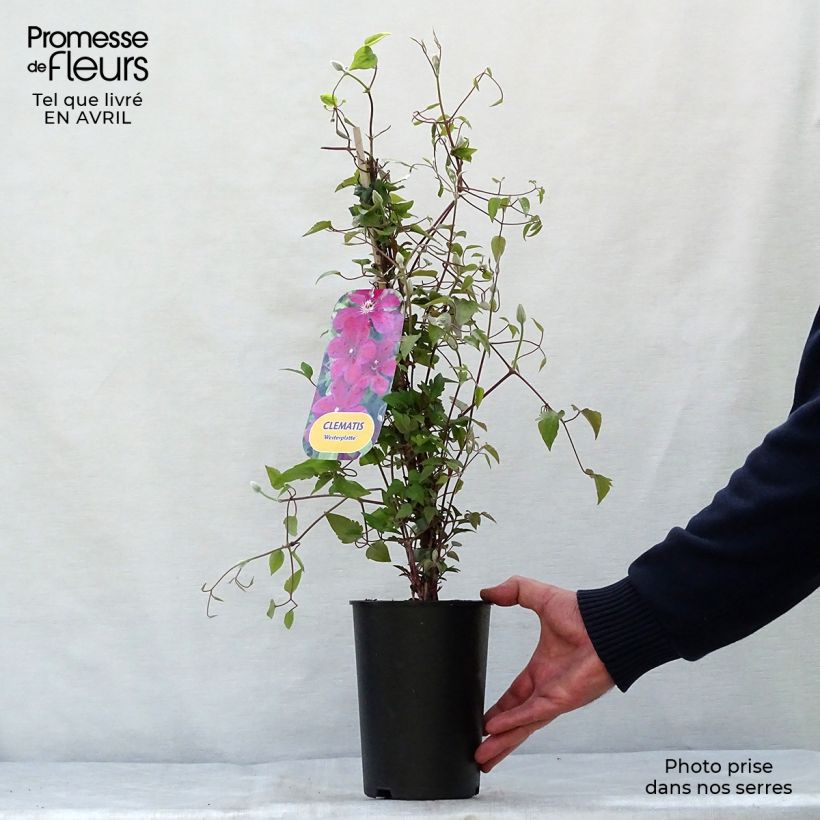 Spécimen de Clématite - Clematis Westerplatte Pot de 2L/3L tel que livré au printemps