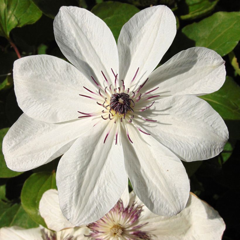 Clématite - Clematis White Pearl (Flowering)