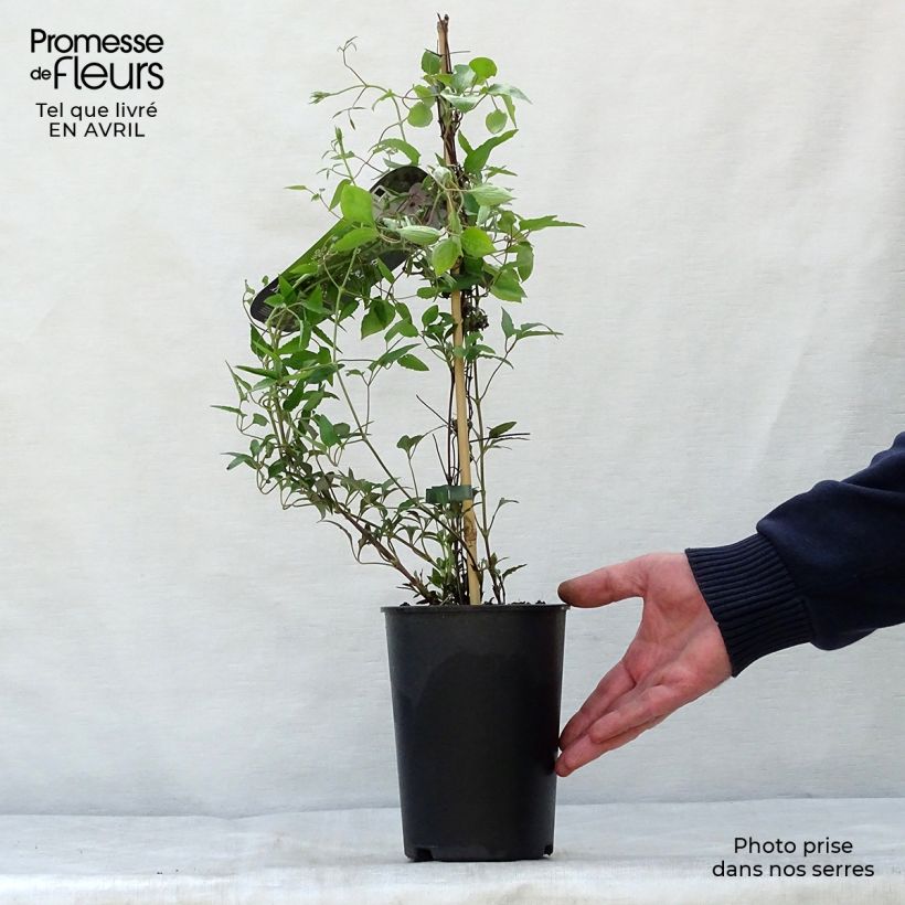 Example of Clématite - Clematis White Pearl Pot de 2L/3L as you get in printemps