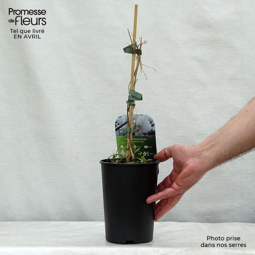 Spécimen de Clématite - Clematis Winter Beauty Pot de 2L/3L tel que livré au printemps
