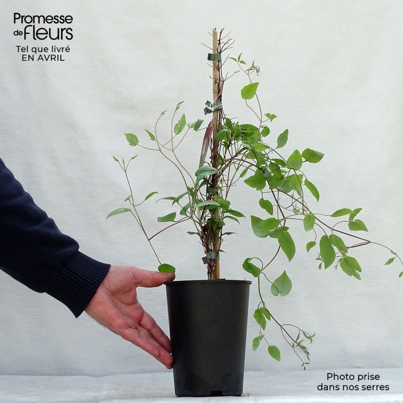Spécimen de Clématite - Clematis Wonderful  Pot de 2L/3L tel que livré au printemps