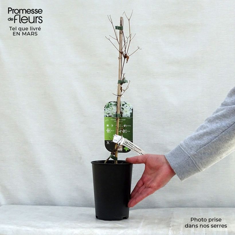 Spécimen de Clématite - Clematis Yukikomachi Pot de 2L/3L tel que livré au printemps
