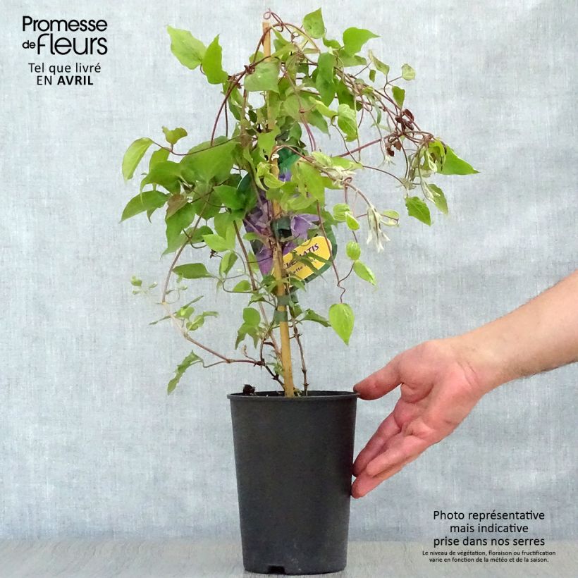 Spécimen de Clématite - Clematis Yvette Houry Pot de 1,5L/2L tel que livré au printemps