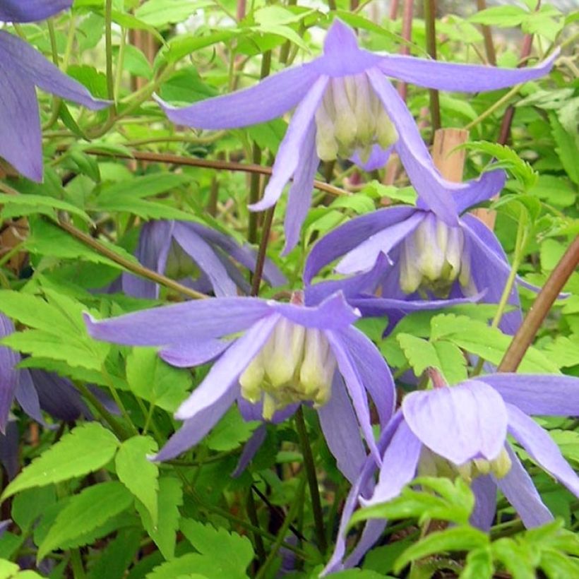 Clématite - Clematis alpina  (Flowering)