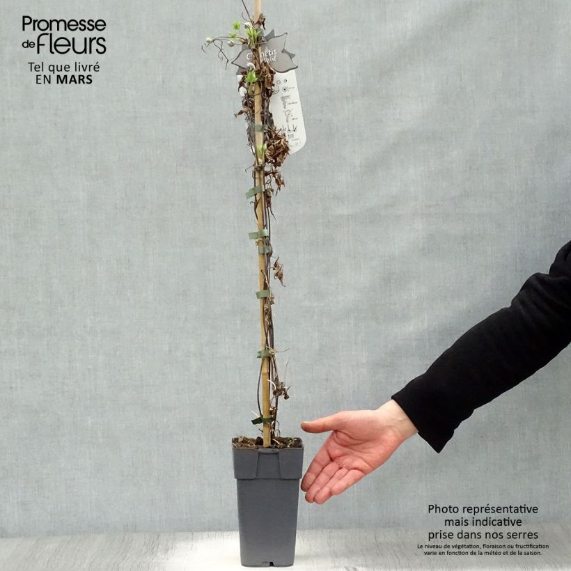 Spécimen de Clématite - Clematis alpina Ocean Pearl   Pot de 2L/3L tel que livré au printemps