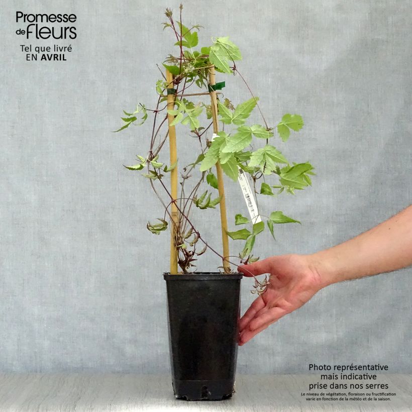 Example of Clématite - Clematis alpina  Pot de 2L/3L as you get in printemps