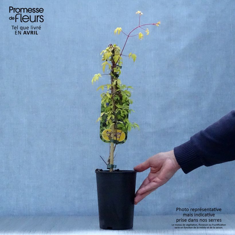 Spécimen de Clématite - Clematis alpina Stolwijk Gold Pot de 2L/3L tel que livré au printemps
