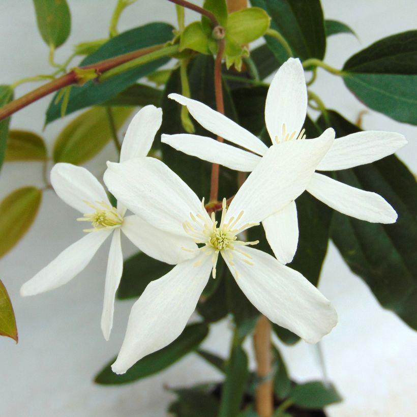 Clématite - Clematis armandii (Flowering)