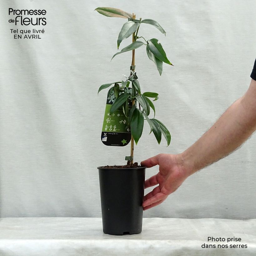 Example of Clématite - Clematis armandii Little White Charm Pot de 2L/3L as you get in printemps