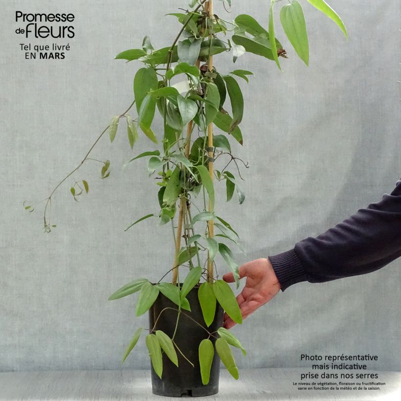Example of Clématite - Clematis armandii Pot de 4L/5L, Palissé as you get in printemps