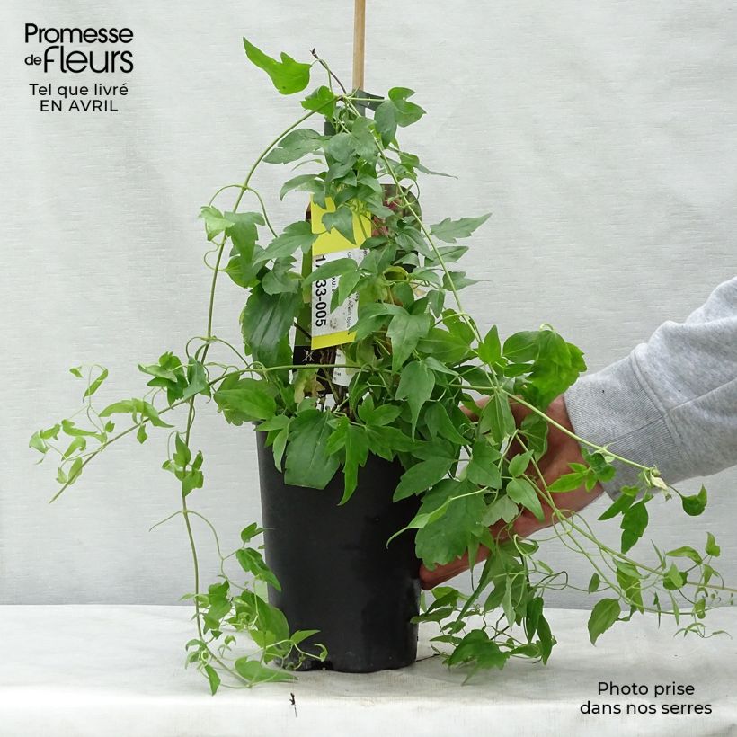Spécimen de Clématite - Clematis cirrhosa Advent Bells Pot de 2L/3L tel que livré au printemps