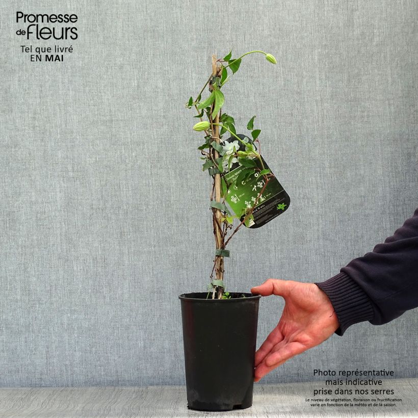 Spécimen de Clématite - Clematis diversifolia White Arabella Pot de 2L/3L tel que livré au printemps