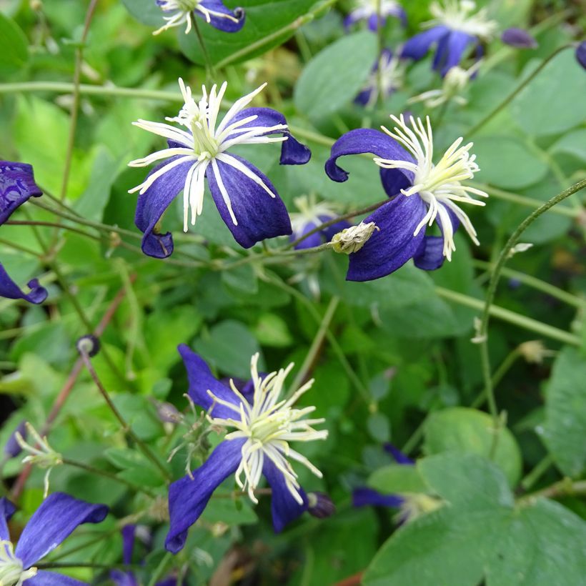 Clématite - Clematis flammula Aromatica (Flowering)