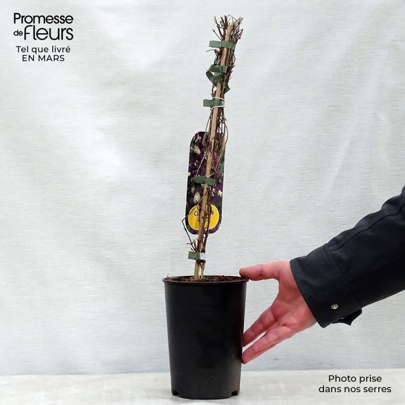 Example of Clématite - Clematis flammula Aromatica Pot de 2L/3L as you get in printemps