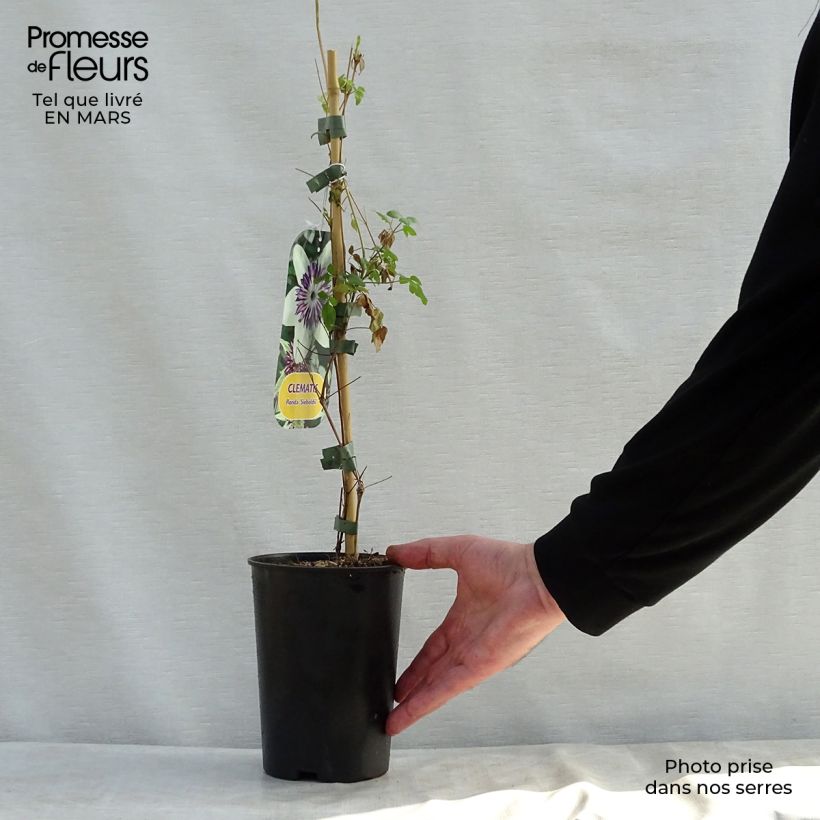 Spécimen de Clématite - Clematis florida Sieboldii Pot de 2L/3L tel que livré au printemps