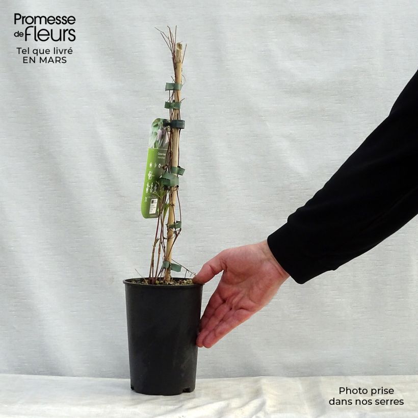 Example of Clématite - Clematis fusca Pot de 2L/3L as you get in printemps