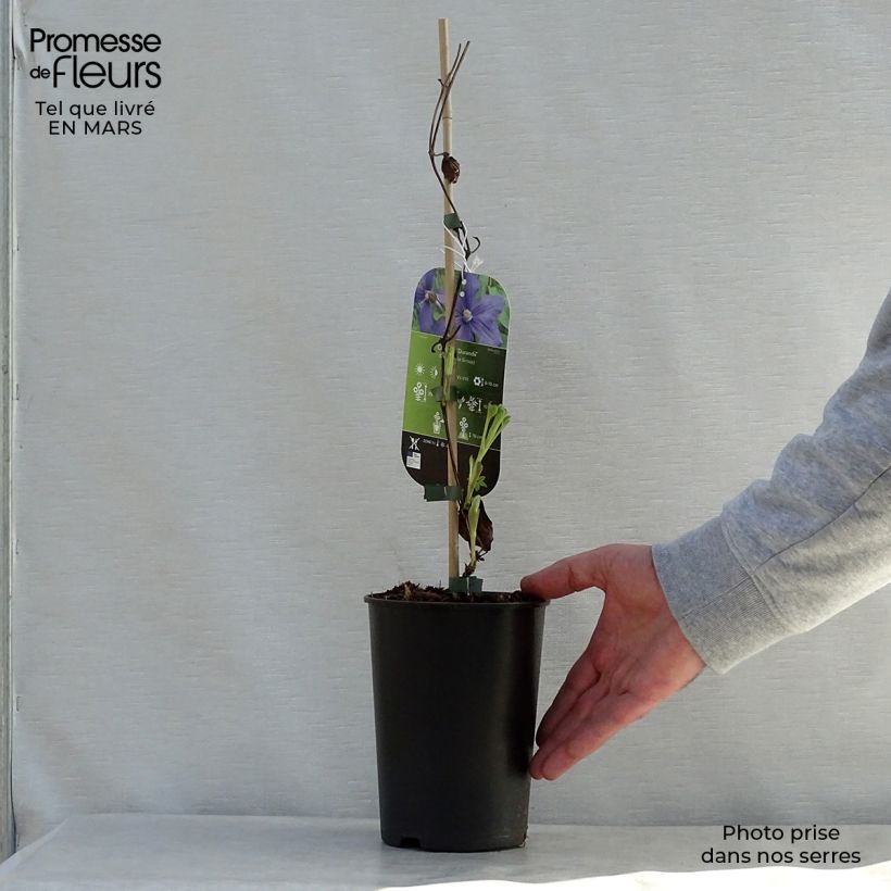Example of Clématite - Clematis integrifolia Durandii Pot de 2L/3L as you get in printemps