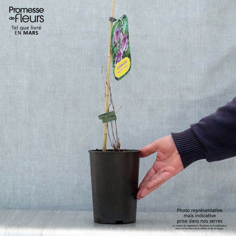 Example of Clématite - Clematis integrifolia Rosea Pot de 2L/3L as you get in printemps