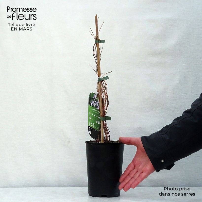 Spécimen de Clematite - Clematis integrifolia Twinkle Pot de 2L/3L tel que livré au printemps