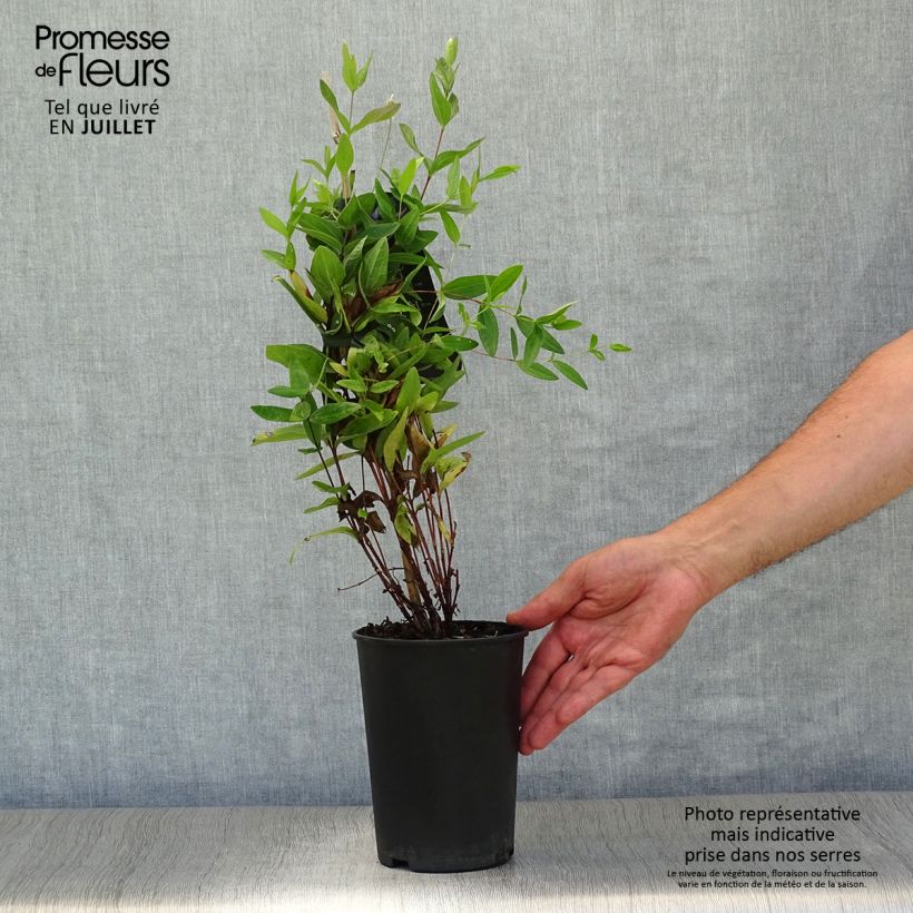 Spécimen de Clématite - Clematis integrifolia Pot de 2L/3L tel que livré en été