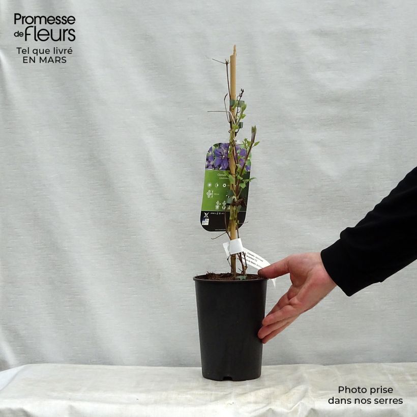 Spécimen de Clématite - Clematis jackmanii   Pot de 2L/3L tel que livré au printemps