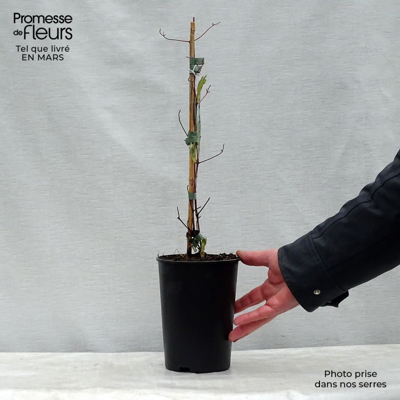 Spécimen de Clématite - Clematis jackmanii Alba Pot de 2L/3L tel que livré au printemps