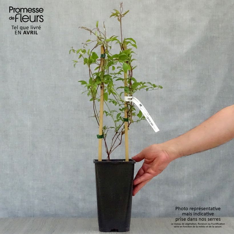 Spécimen de Clématite - Clematis jackmanii Superba Pot de 2L/3L tel que livré au printemps