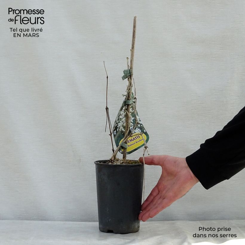 Spécimen de Clématite - Clematis jouiniana Robert Brydon Pot de 2L/3L tel que livré au printemps
