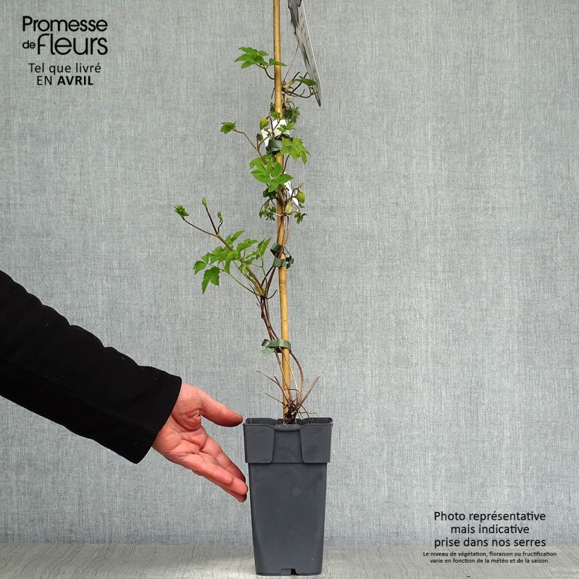 Spécimen de Clématite - Clematis koreana Amber Pot de 2L/3L tel que livré au printemps