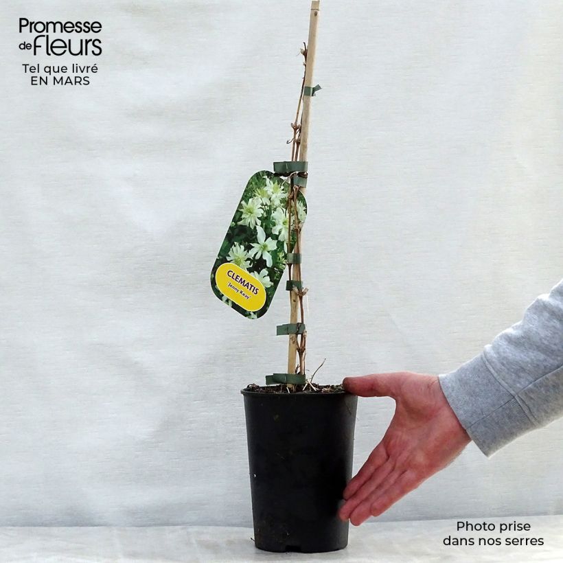 Spécimen de Clématite - Clematis montana Jenny Keay Pot de 2L/3L tel que livré au printemps