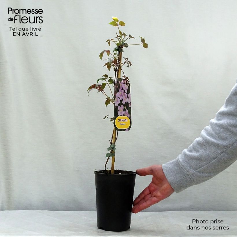 Example of Clématite - Clematis montana Mayleen Pot de 2L/3L as you get in printemps