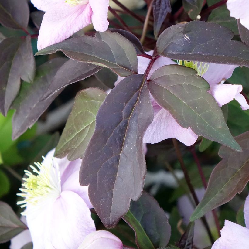 Clématite - Clematis montana Mayleen (Feuillage)