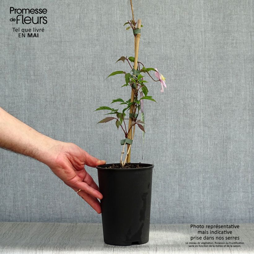 Example of Clématite montana Rubens Pot de 1,5L/2L as you get in printemps