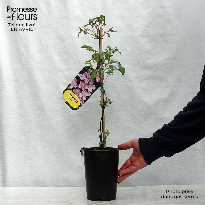 Example of Clématite - Clematis montana Sans Soucis Pot de 2L/3L as you get in printemps