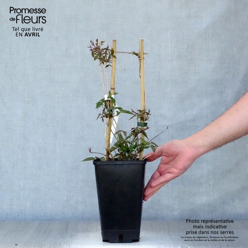 Spécimen de Clématite - Clematis montana Spooneri Pot de 2L/3L tel que livré au printemps