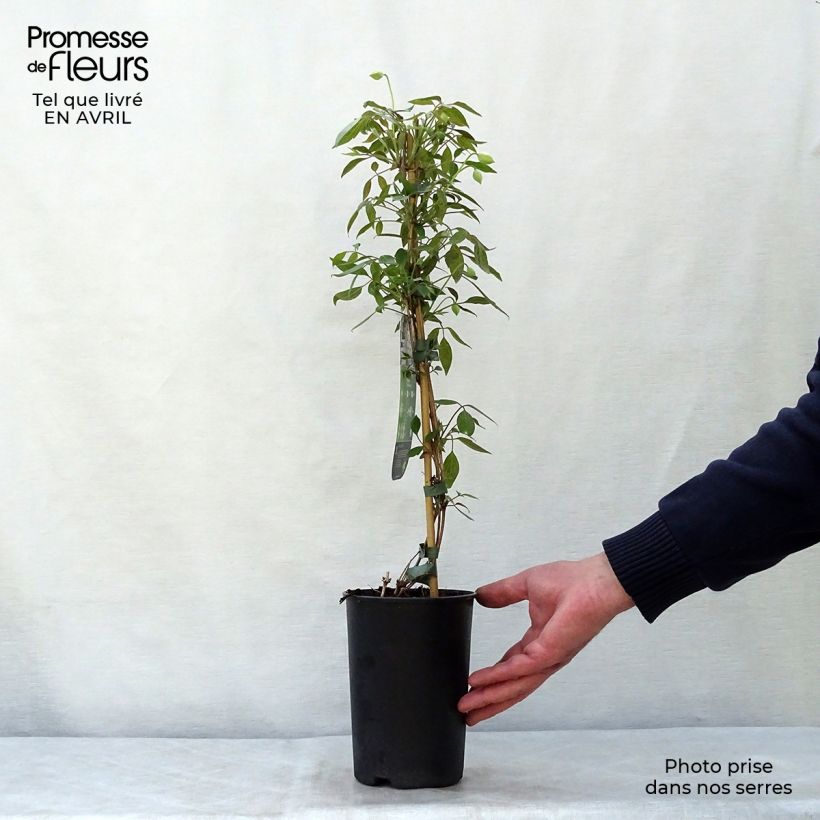 Spécimen de Clématite - Clematis montana Spring Joy Pot de 2L/3L tel que livré au printemps