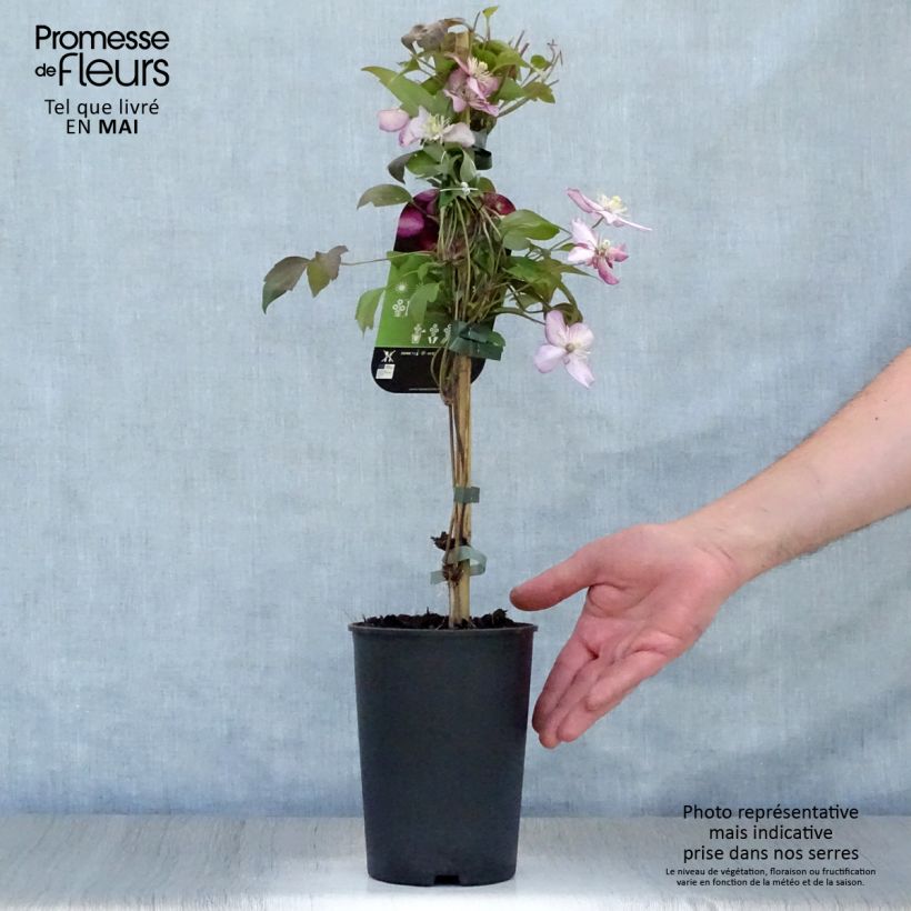 Example of Clématite - Clematis montana Van Gogh Pot de 2L/3L as you get in printemps