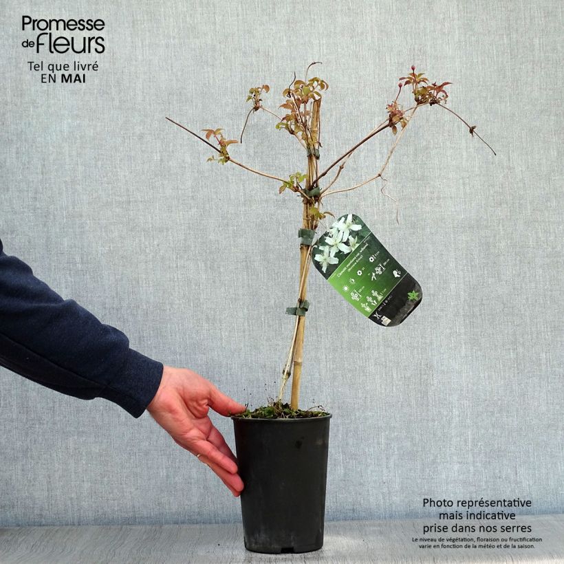 Spécimen de Clématite - Clematis montana Wilsonii Pot de 2L/3L tel que livré au printemps