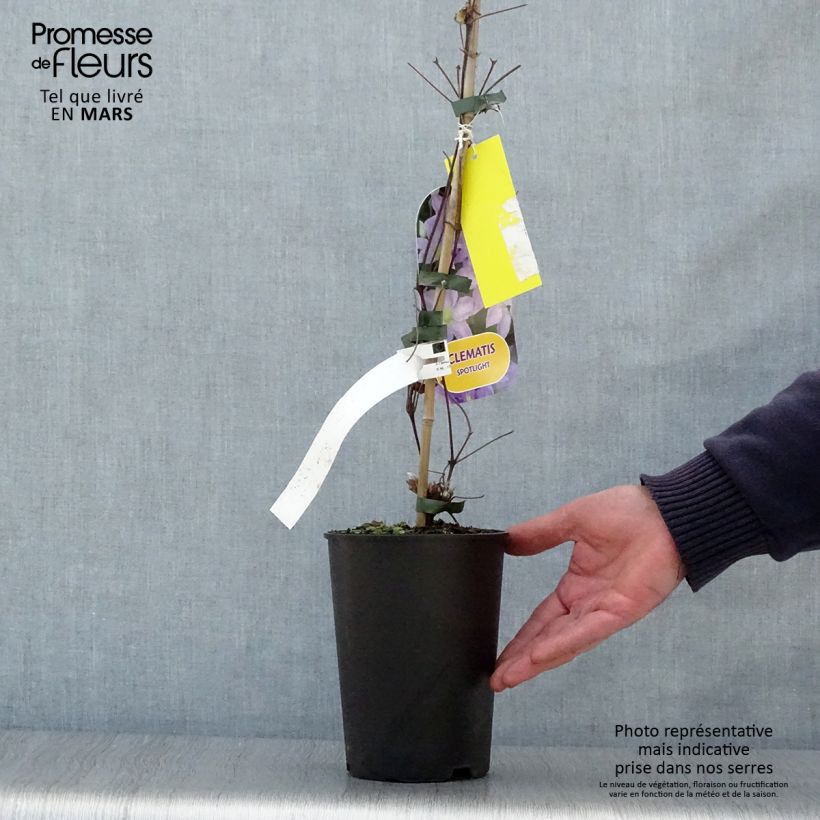 Spécimen de Clématite - Clematis patens Spotlight Pot de 2L/3L tel que livré au printemps