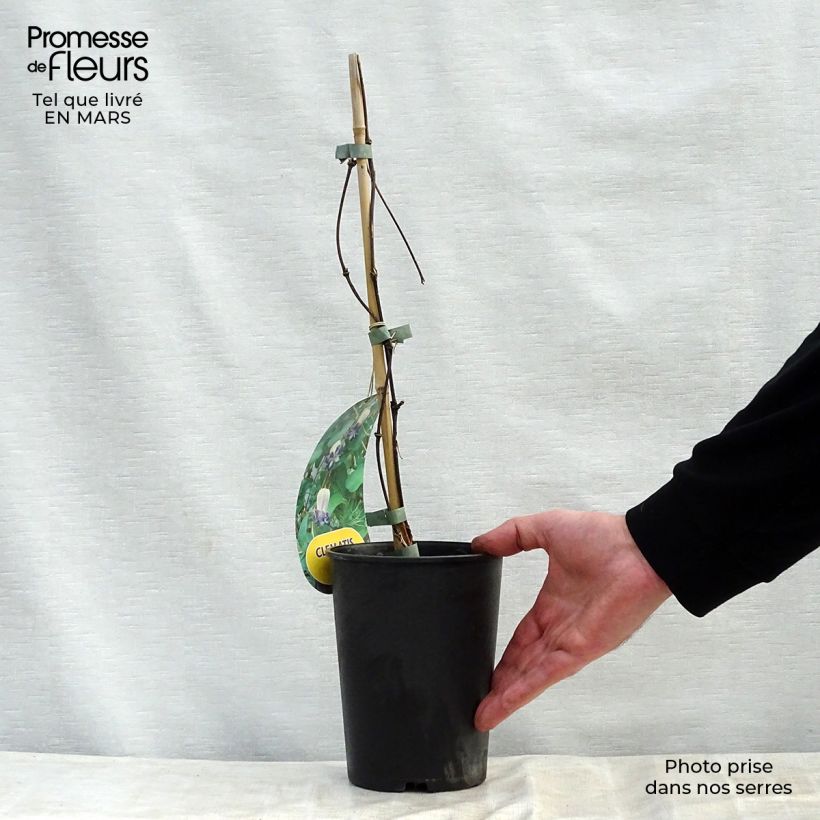 Spécimen de Clématite - Clematis pitcheri Pot de 2L/3L tel que livré au printemps