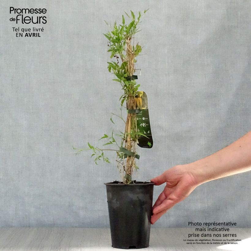 Spécimen de Clématite - Clematis tangutica Aureolin  Pot de 2L/3L tel que livré au printemps