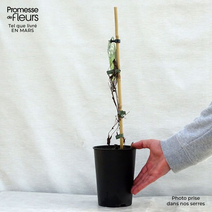 Example of Clématite - Clematis tangutica Grace Pot de 2L/3L as you get in printemps