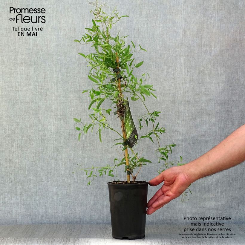 Spécimen de Clématite - Clematis tangutica My Angel Pot de 2L/3L tel que livré au printemps