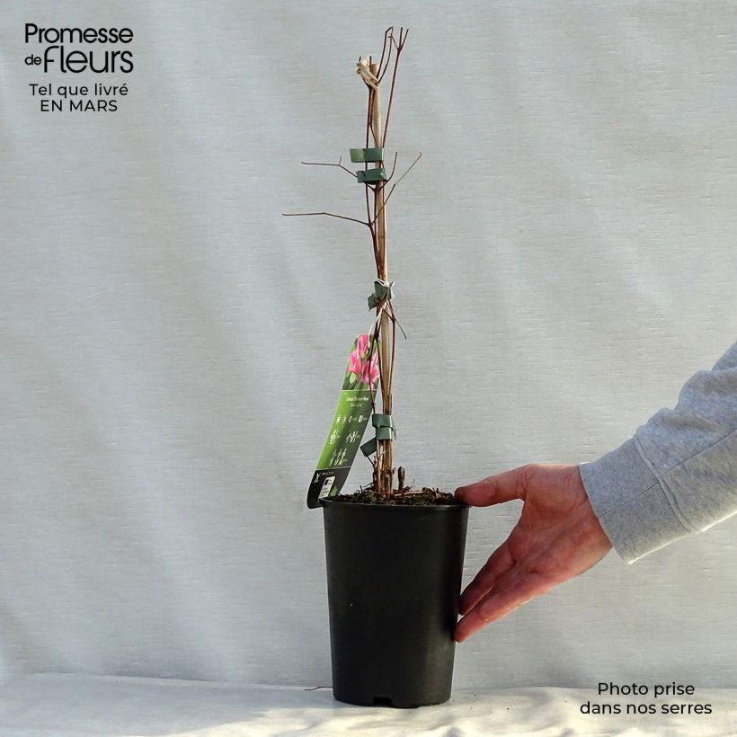 Spécimen de Clématite - Clematis texensis Duchess of Albany Pot de 2L/3L tel que livré au printemps